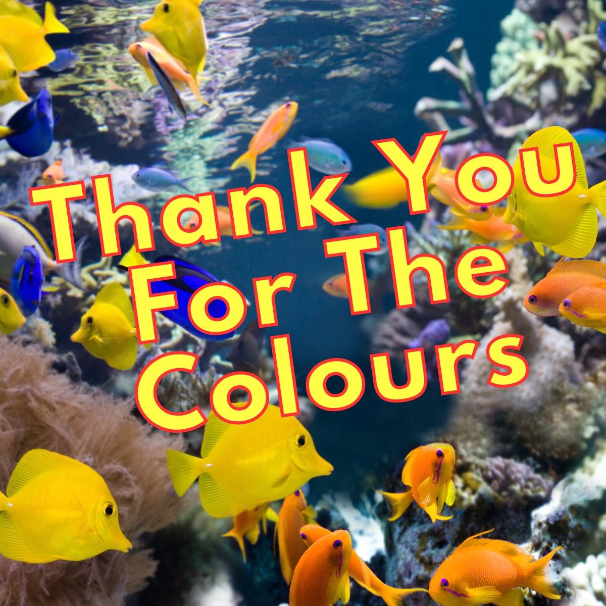 Thank You For The Colours